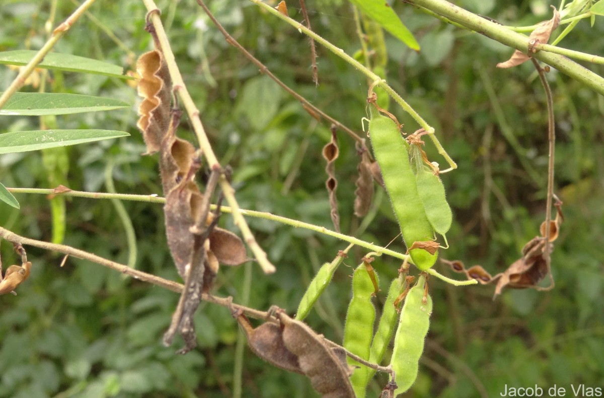 Codariocalyx motorius (Houtt.) H.Ohashi